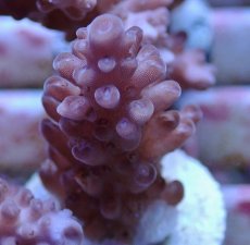 画像2: No.139 オーストラリア産  オヤユビミドリイシ (2)