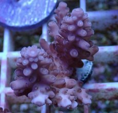 画像1: No.140 オーストラリア産  オヤユビミドリイシ (1)