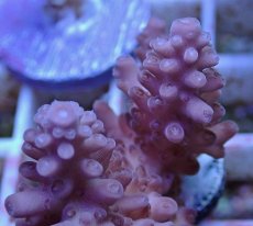 画像2: No.140 オーストラリア産  オヤユビミドリイシ (2)