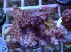 画像1: No.141 オーストラリア産  オヤユビミドリイシ (1)