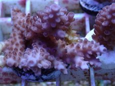 画像2: No.141 オーストラリア産  オヤユビミドリイシ (2)