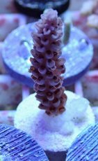 画像1: No.142 オーストラリア産  オヤユビミドリイシ (1)