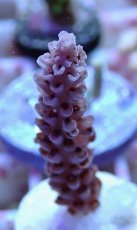 画像2: No.142 オーストラリア産  オヤユビミドリイシ (2)