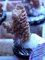 画像1: No.143 ハイマツミドリイシ (1)