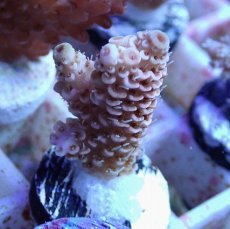 画像2: No.143 ハイマツミドリイシ (2)