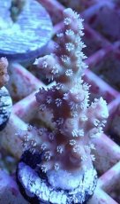 画像1: No.144 オーストラリア産  ヤセミドリイシ (1)