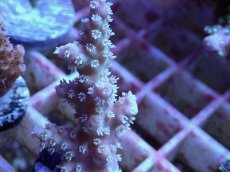 画像2: No.144 オーストラリア産  ヤセミドリイシ (2)