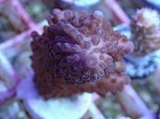 画像1: No.145 ナタレンシス (1)