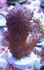 画像2: No.145 ナタレンシス (2)