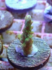 画像1: No.146 ナタレンシス (1)