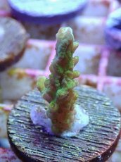 画像2: No.146 ナタレンシス (2)