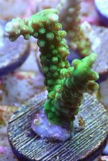 画像1: No.147 オーストラリア産  オヤユビミドリイシ (1)