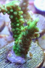 画像2: No.147 オーストラリア産  オヤユビミドリイシ (2)