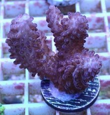 画像1: No.148 オーストラリア産  オヤユビミドリイシ (1)