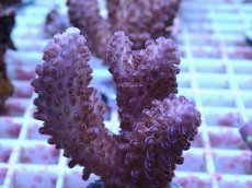 画像2: No.148 オーストラリア産  オヤユビミドリイシ (2)