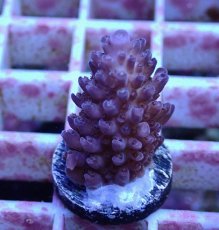 画像1: No.149 オーストラリア産  オヤユビミドリイシ (1)