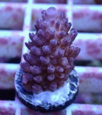 画像2: No.149 オーストラリア産  オヤユビミドリイシ (2)