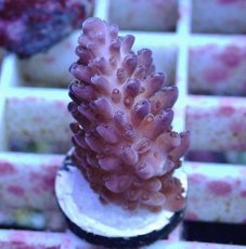 画像1: No.150 オーストラリア産  オヤユビミドリイシ (1)