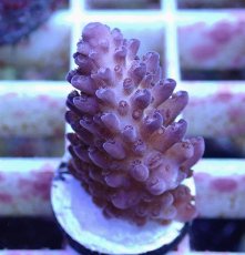 画像2: No.150 オーストラリア産  オヤユビミドリイシ (2)