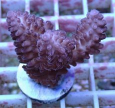 画像1: No.151 オーストラリア産  オヤユビミドリイシ (1)