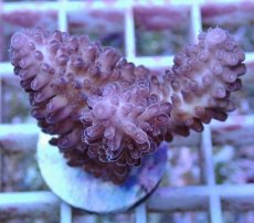 画像2: No.151 オーストラリア産  オヤユビミドリイシ (2)