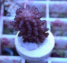 画像1: No.152 オーストラリア産  オヤユビミドリイシ (1)