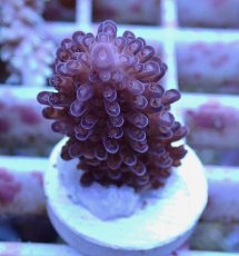 画像2: No.152 オーストラリア産  オヤユビミドリイシ (2)