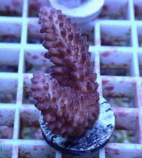 画像1: No.153 オーストラリア産  オヤユビミドリイシ (1)