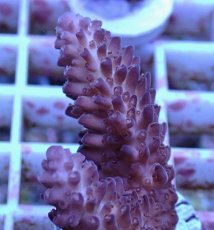 画像2: No.153 オーストラリア産  オヤユビミドリイシ (2)