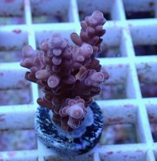 画像1: No.154 オーストラリア産  チェリーブロッサム (1)