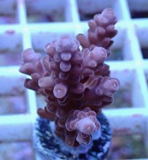 画像2: No.154 オーストラリア産  チェリーブロッサム (2)