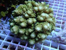 画像1: No.155 オヤユビミドリイシ (1)