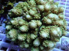 画像2: No.155 オヤユビミドリイシ (2)