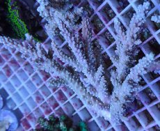 画像1: No.156 オーストラリア産  ヤセミドリイシ (1)