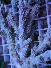 画像2: No.156 オーストラリア産  ヤセミドリイシ (2)