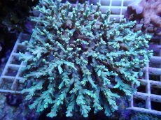 画像1: No.157 スペシオーサ　　【入荷個数が少ないです！】 (1)