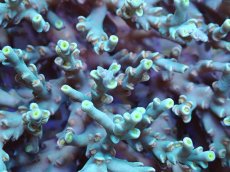 画像2: No.157 スペシオーサ　　【入荷個数が少ないです！】 (2)