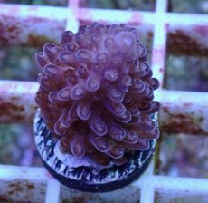 画像1: No.158 オーストラリア産  オヤユビミドリイシ (1)