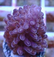 画像2: No.158 オーストラリア産  オヤユビミドリイシ (2)