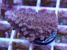 画像1: No.159 オーストラリア産  オヤユビミドリイシ (1)