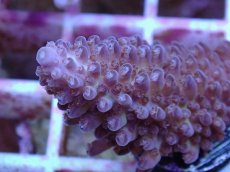 画像2: No.159 オーストラリア産  オヤユビミドリイシ (2)