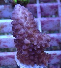 画像1: No.160 オーストラリア産  オヤユビミドリイシ (1)