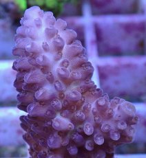 画像2: No.160 オーストラリア産  オヤユビミドリイシ (2)