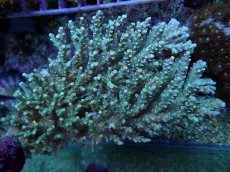 画像1: No.161 スペシオーサ　　【入荷個数が少ないです！】 (1)