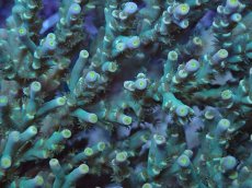 画像2: No.161 スペシオーサ　　【入荷個数が少ないです！】 (2)