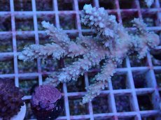 画像1: No.162 オーストラリア産  ヤセミドリイシ (1)