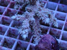 画像2: No.162 オーストラリア産  ヤセミドリイシ (2)