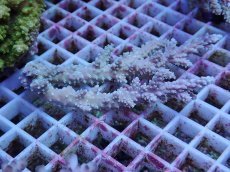 画像1: No.163 オーストラリア産  ヤセミドリイシ (1)