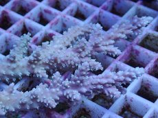 画像2: No.163 オーストラリア産  ヤセミドリイシ (2)