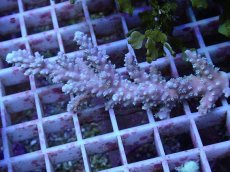 画像1: No.164 オーストラリア産  ヤセミドリイシ (1)